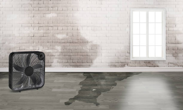 Best Flood restoration services  in Menasha, WI